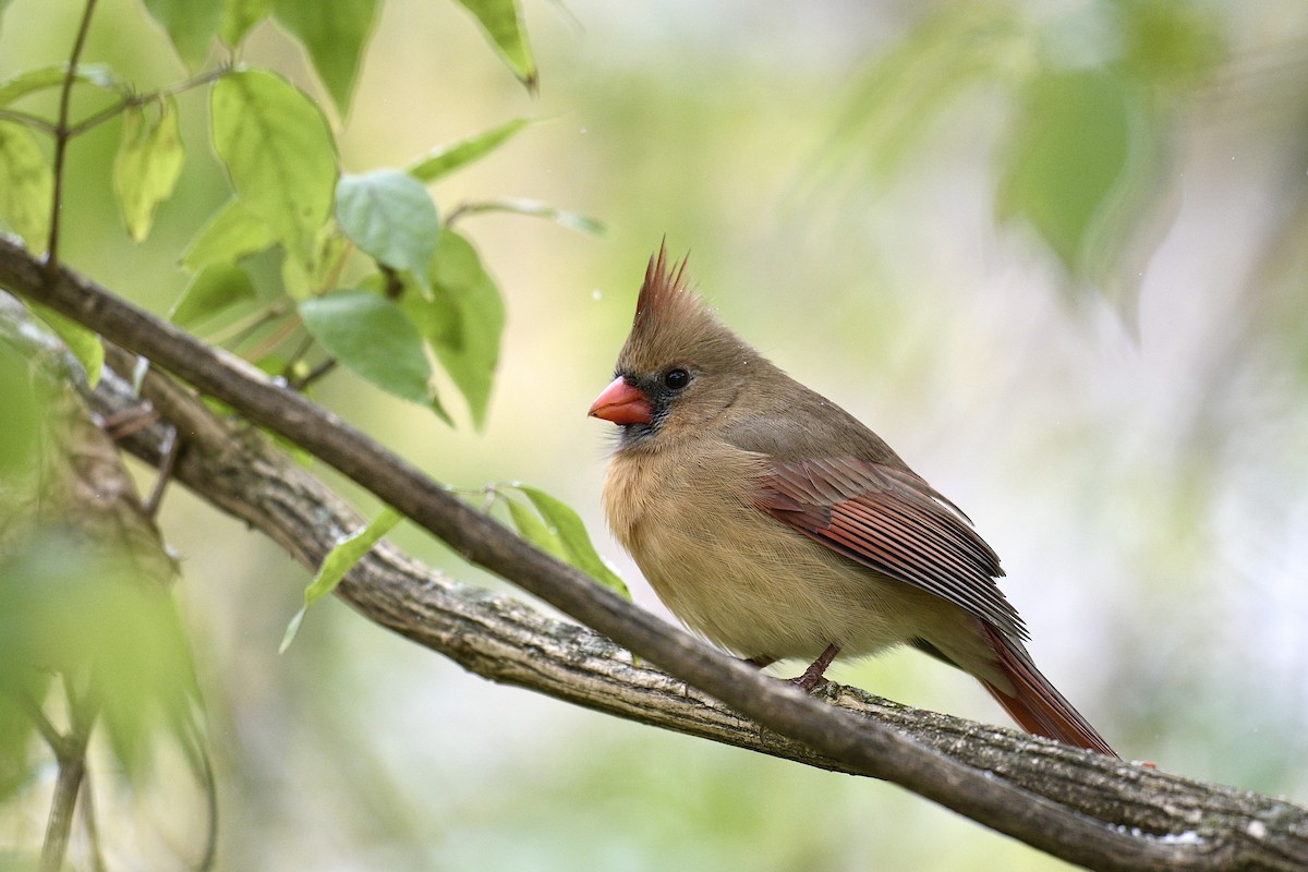 Northern Cardinal - ML645070418