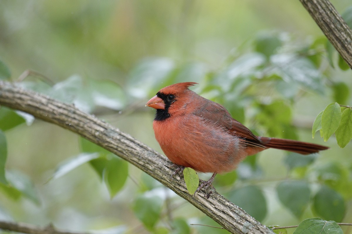 Northern Cardinal - ML645070419