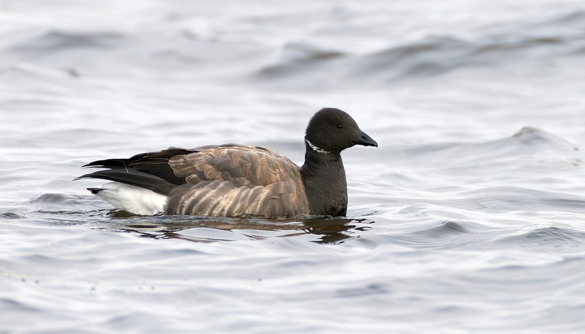 Хар толгойт галуу - ML645070435