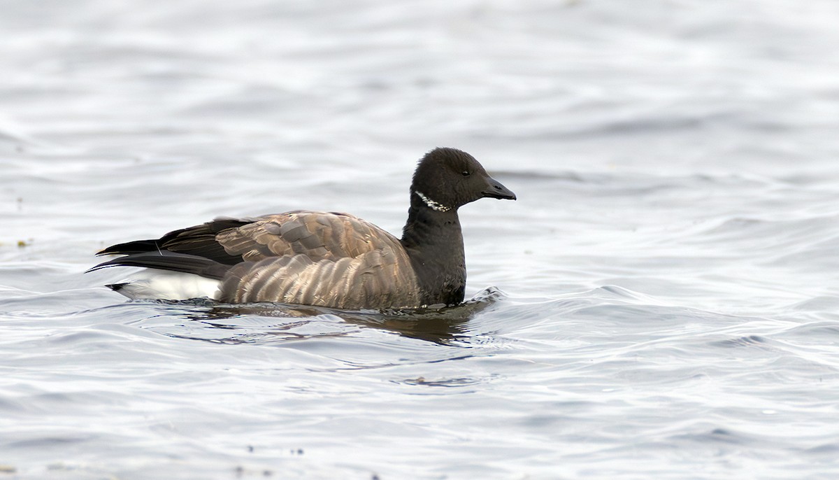 Хар толгойт галуу - ML645070436