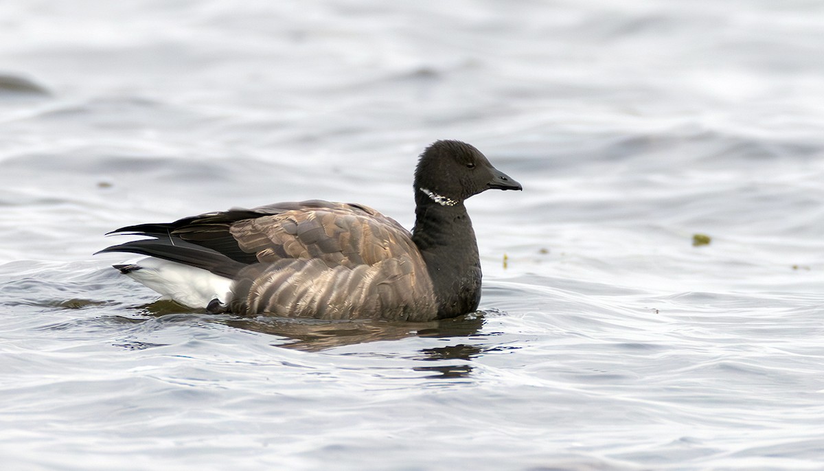 Хар толгойт галуу - ML645070437