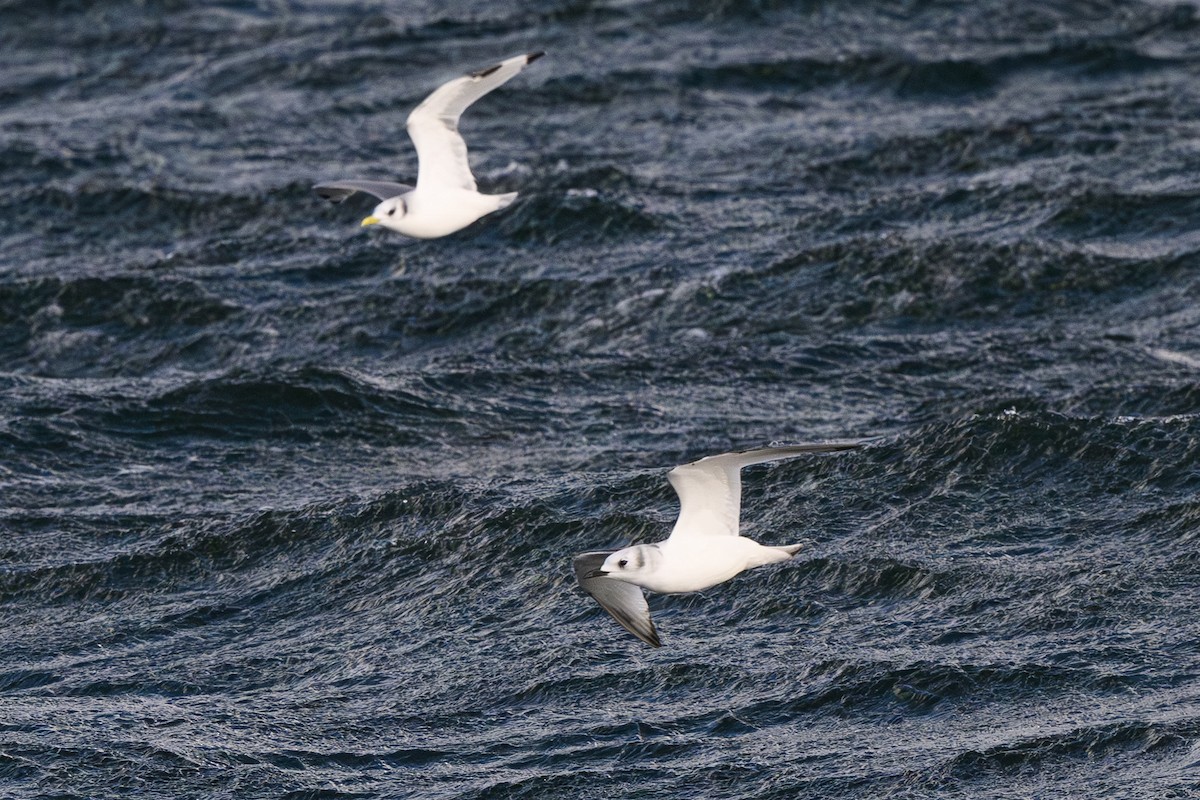 Kara Ayaklı Martı - ML645070443