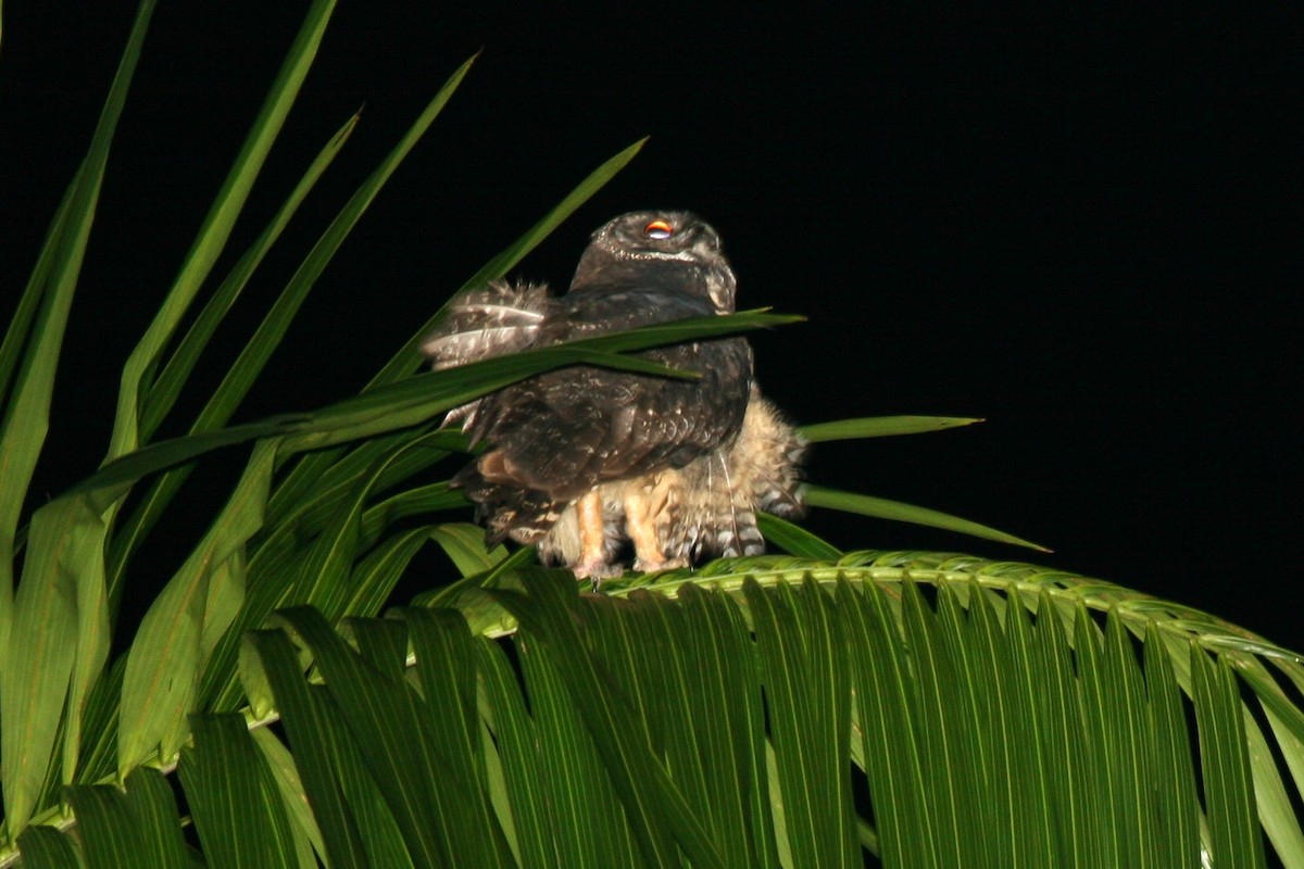 Stygian Owl - ML645070444