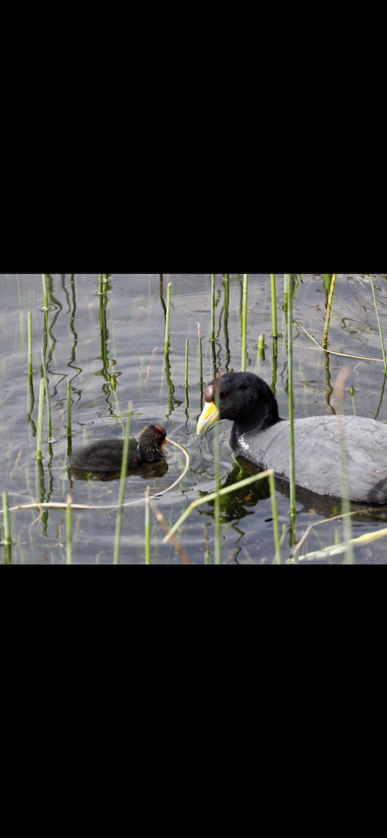 Slate-colored Coot - ML645070448