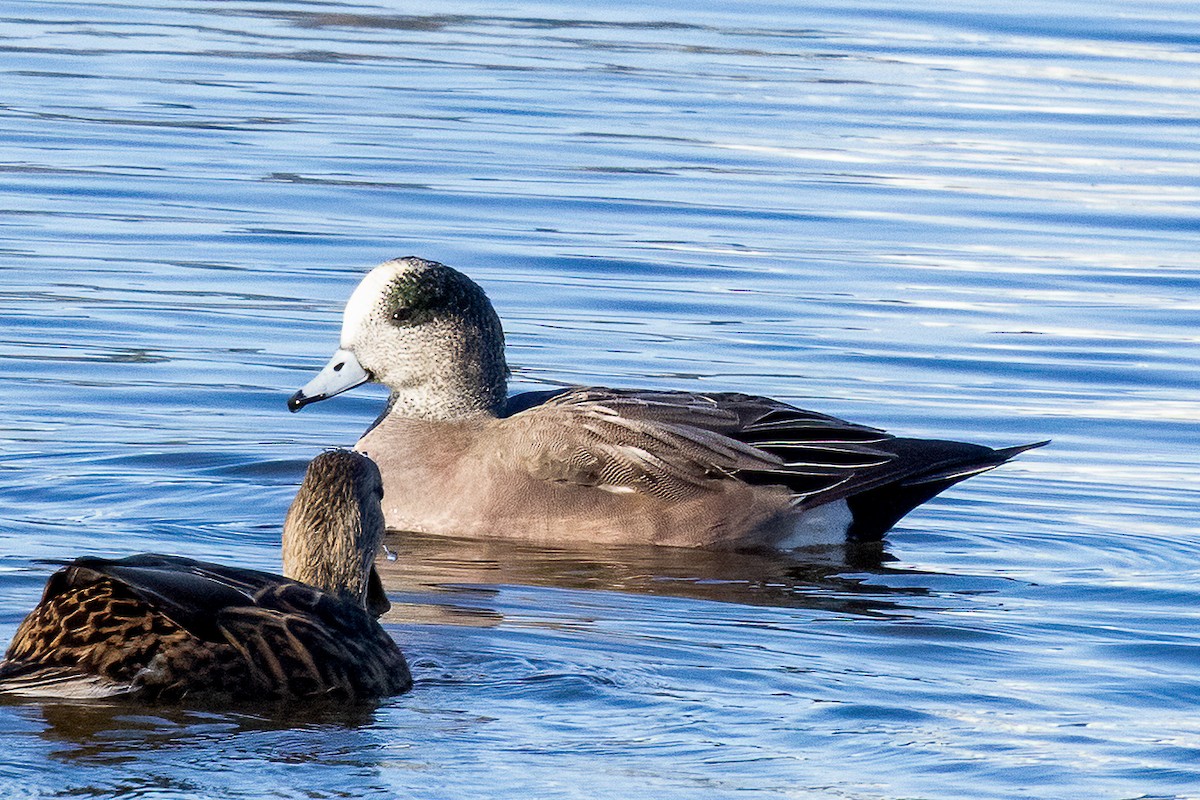 American Wigeon - ML645070457