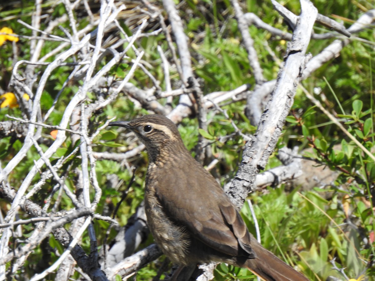 Scale-throated Earthcreeper - ML645070465