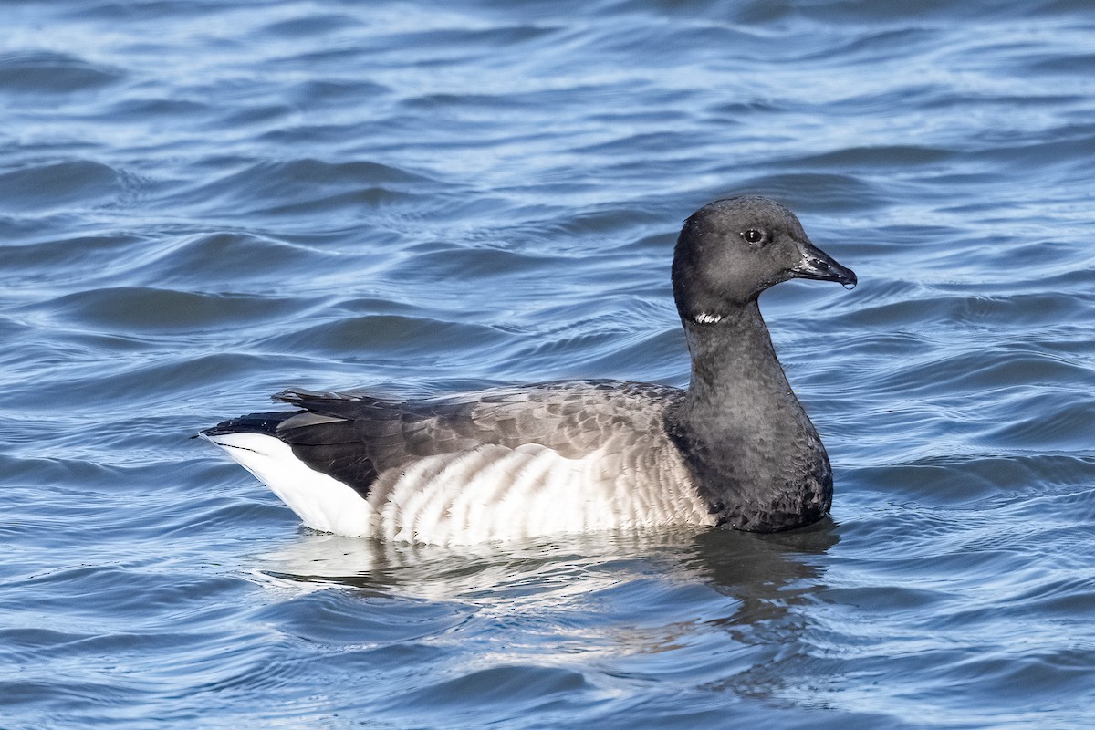 Brant - ML645070474