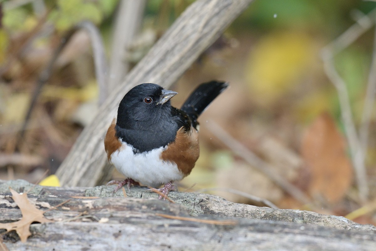 Eastern Towhee - ML645070481