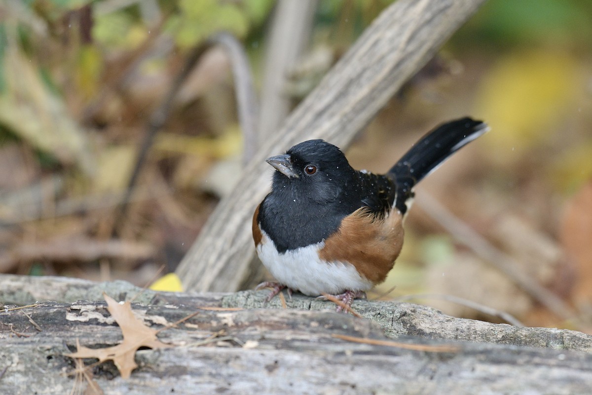 Eastern Towhee - ML645070482