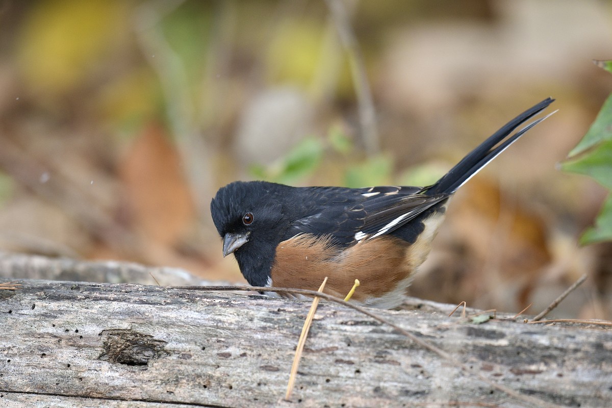 Eastern Towhee - ML645070483