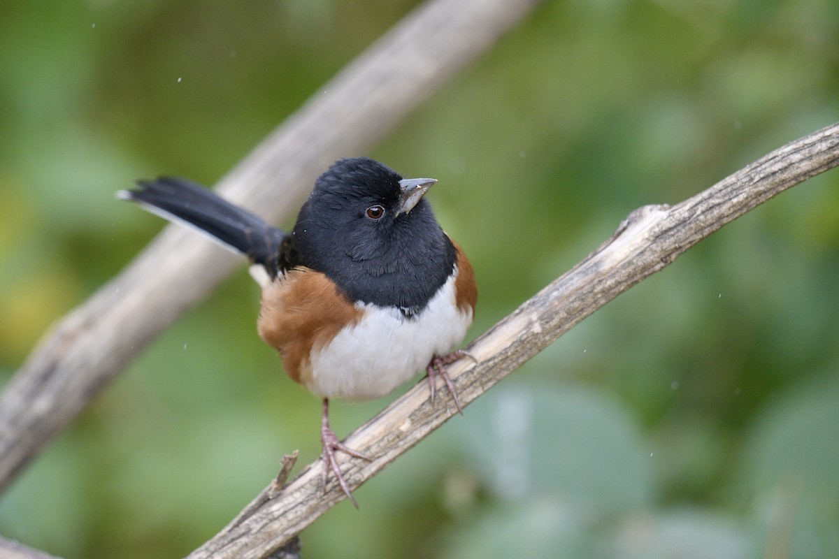 Eastern Towhee - ML645070484