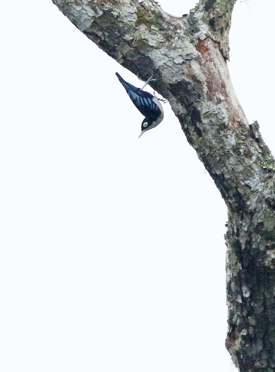 Blue Nuthatch - ML645070495