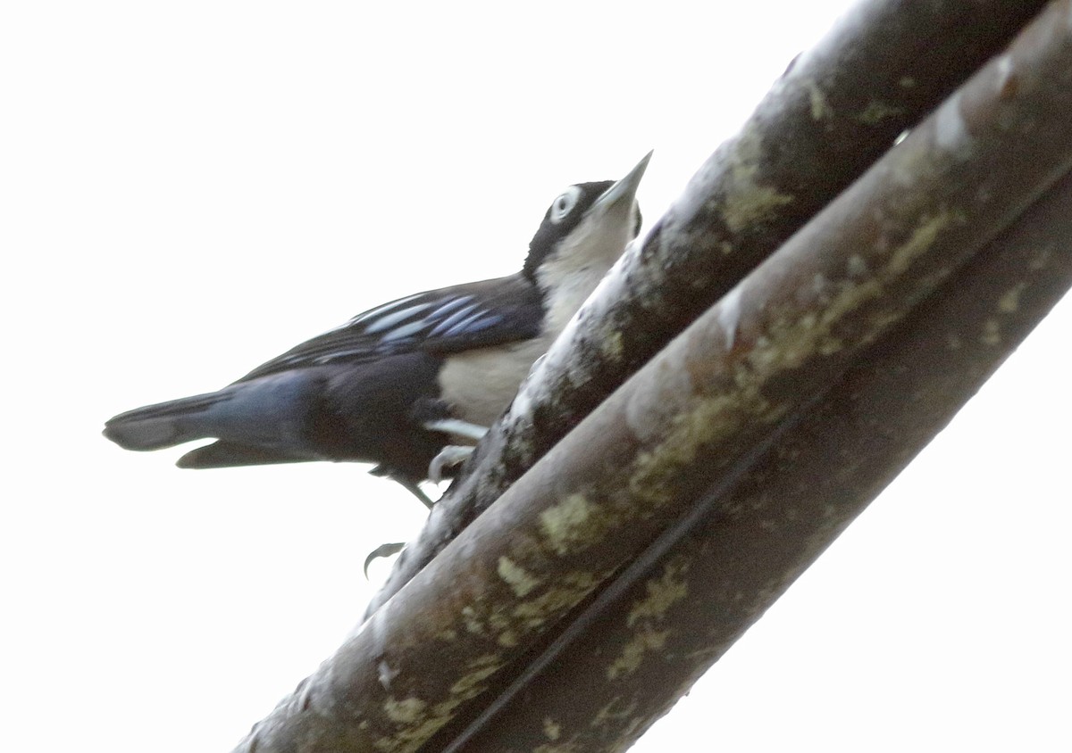 Blue Nuthatch - ML645070496