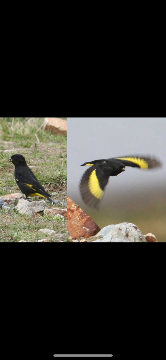 Black Siskin - ML645070502