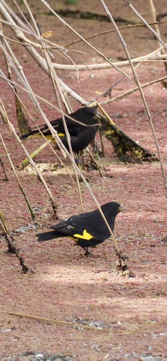 Black Siskin - ML645070503