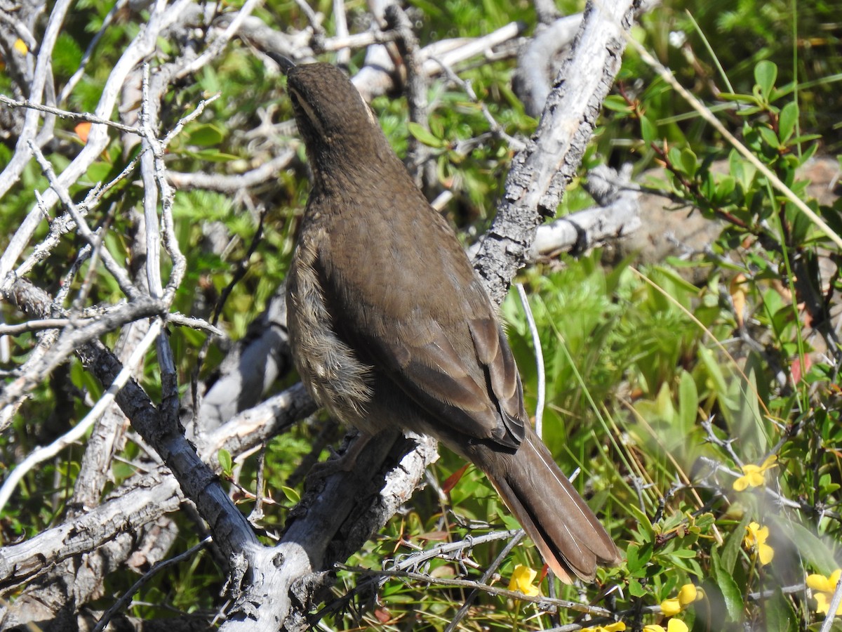 Scale-throated Earthcreeper - ML645070516