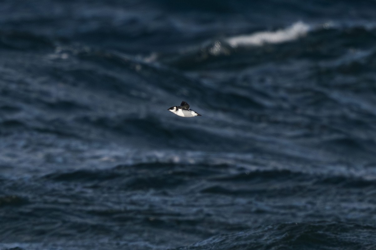 Pottorro txikia - ML645070534