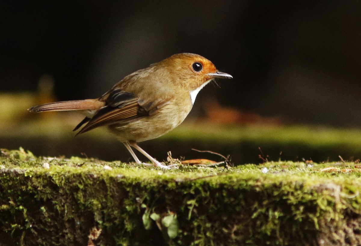 Rufous-browed Flycatcher - ML645070545