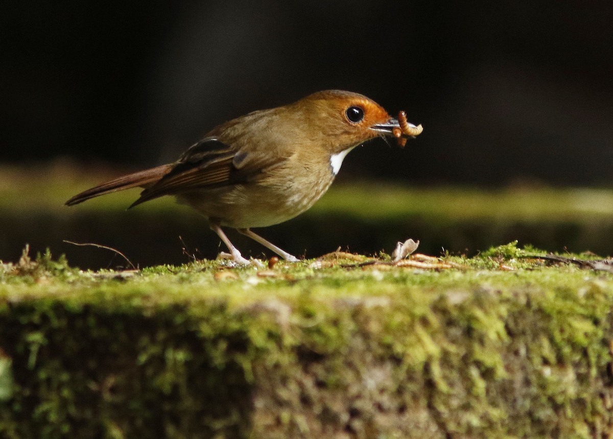 Rufous-browed Flycatcher - ML645070546