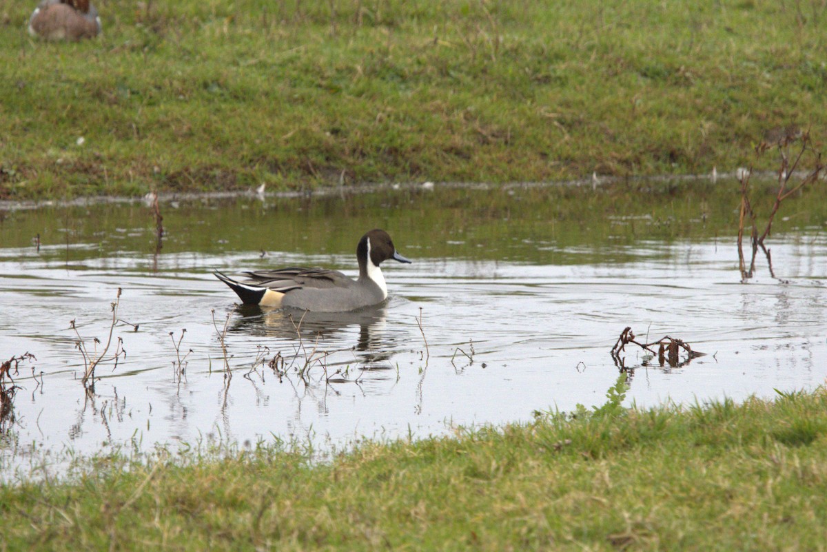 ostralka štíhlá - ML645070551
