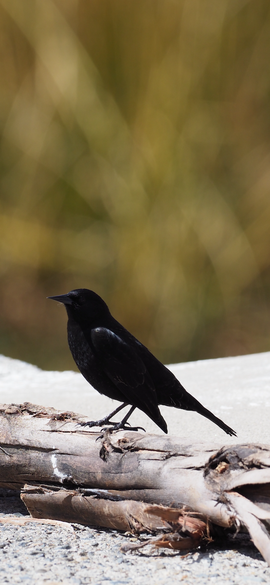Varillero Aliamarillo - ML645070560