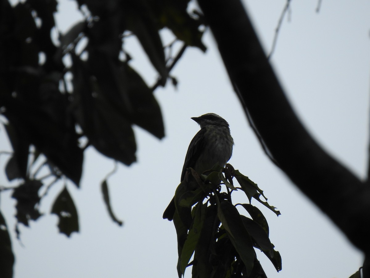 Piratic Flycatcher - ML645070567