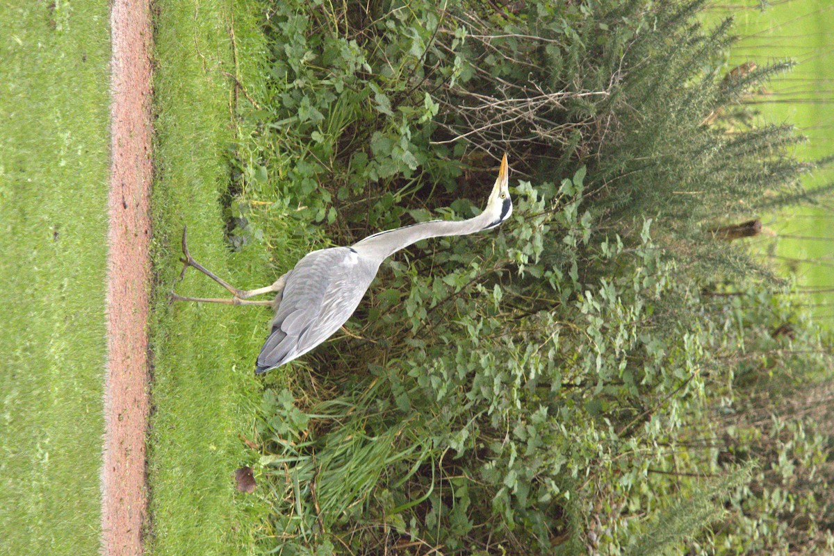 volavka popelavá - ML645070571