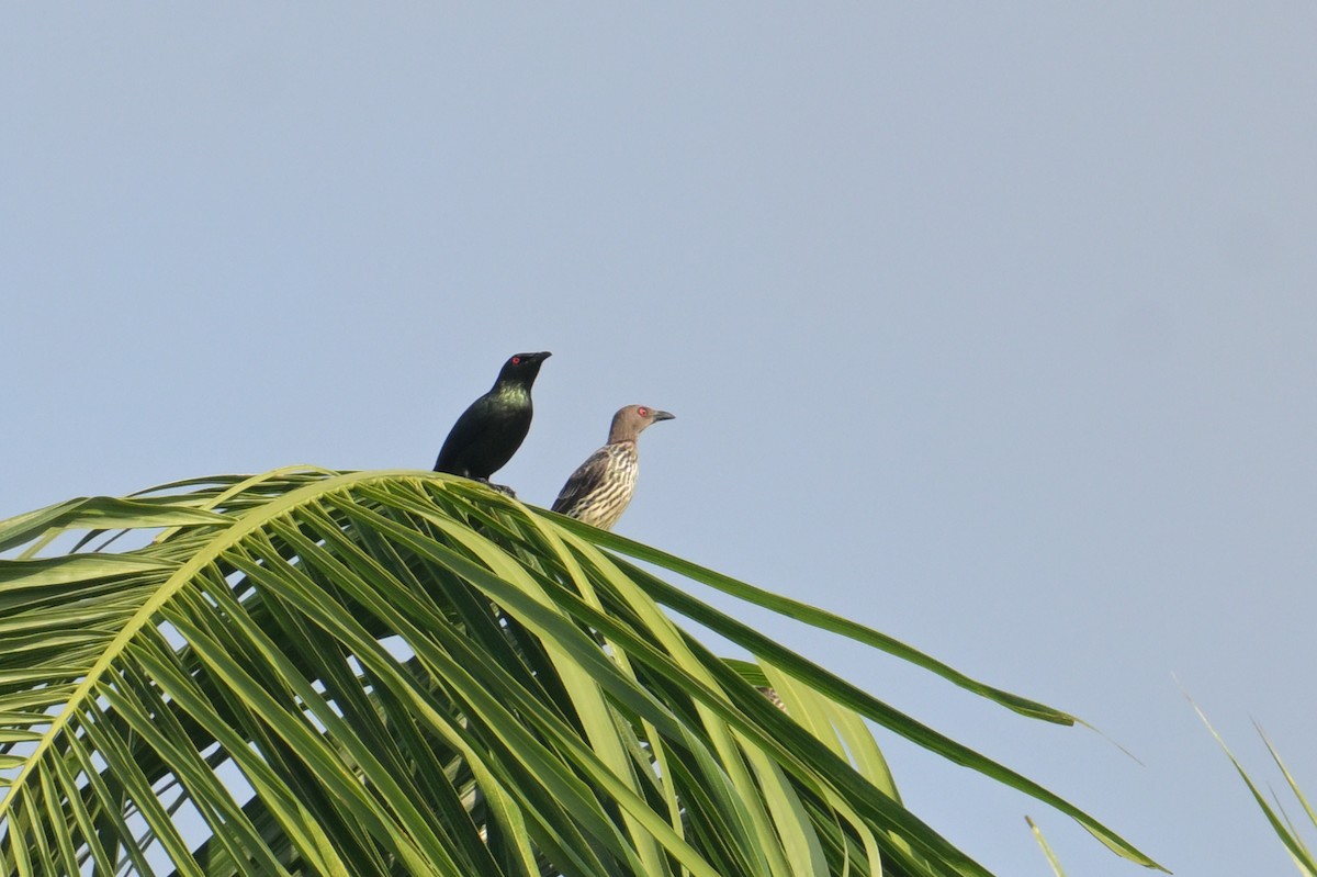 Красноглазый скворец - ML645070574