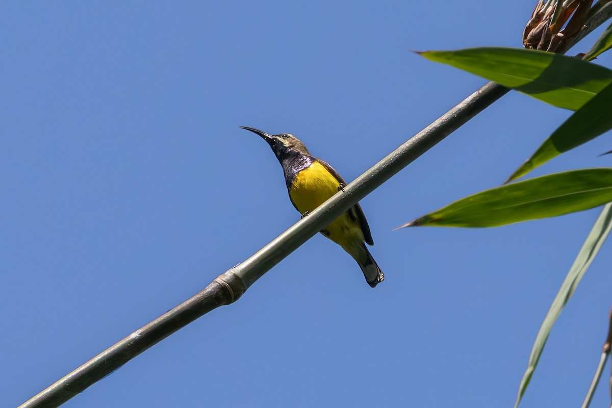 Sahul Sunbird - ML645070589
