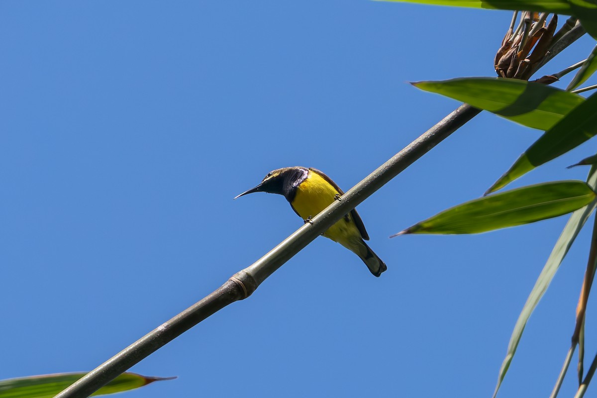 Sahul Sunbird - ML645070590