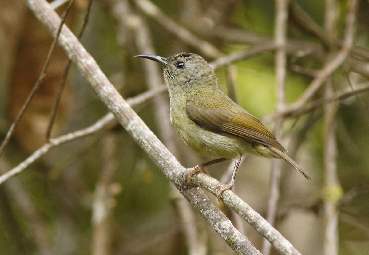 Black-throated Sunbird - ML645070591