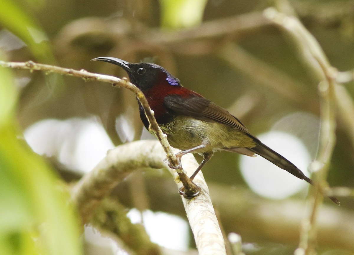 Black-throated Sunbird - ML645070592