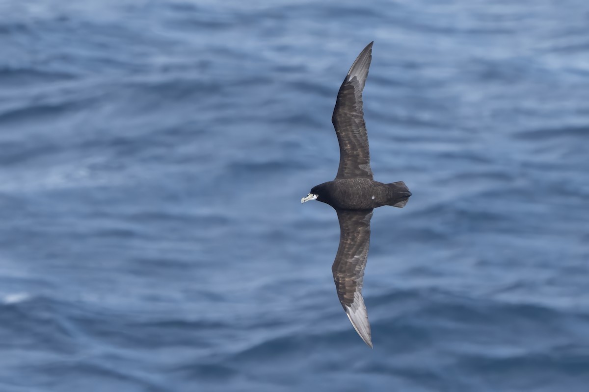 Beyaz Gıdılı Yelkovan - ML645070594