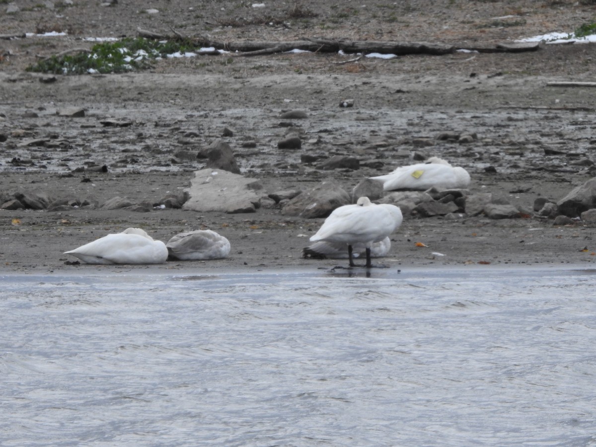 Trumpeter Swan - ML645070595