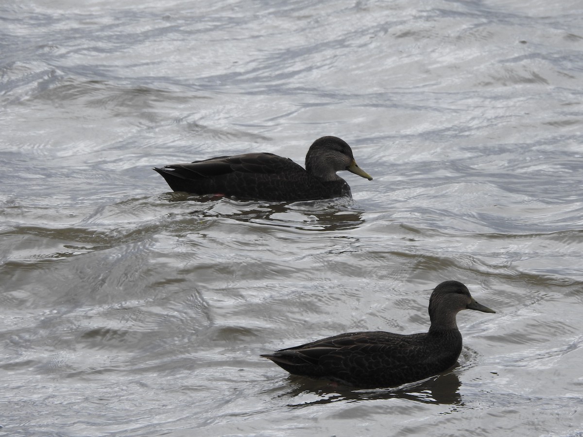 rødfotand - ML645070602