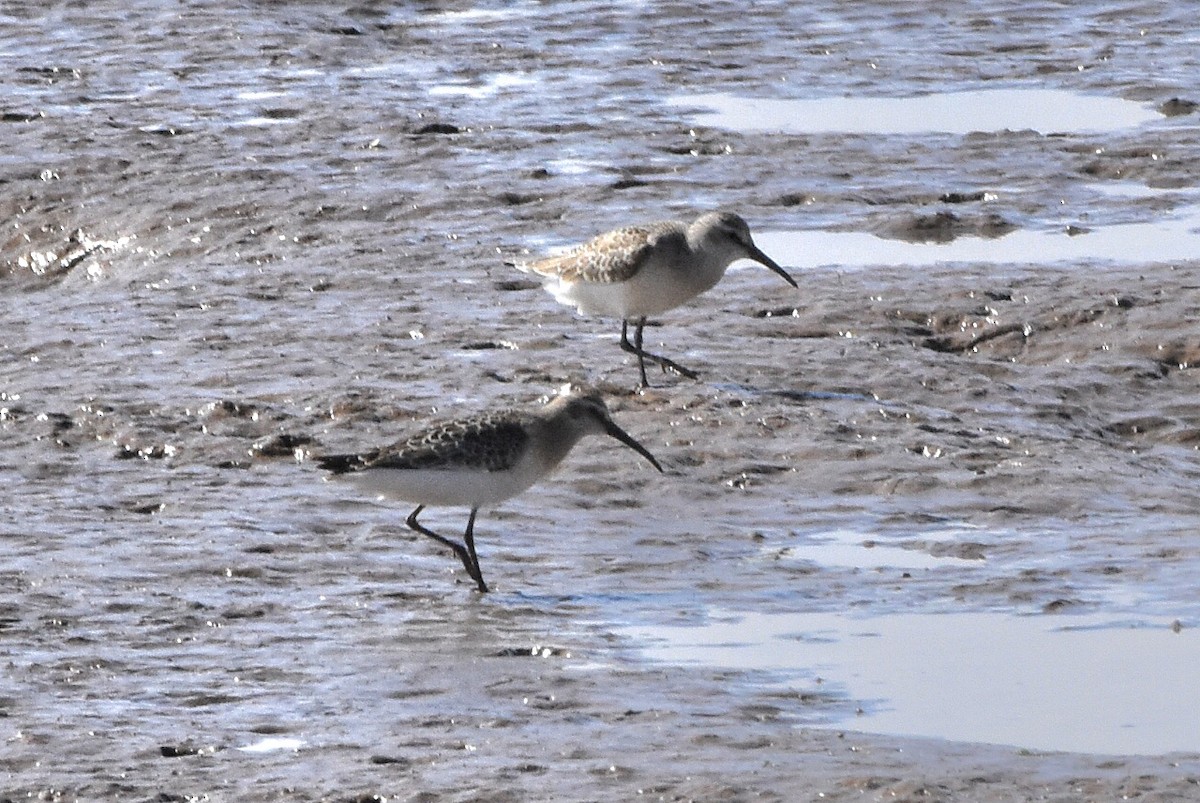 Curlew Sandpiper - ML645070622