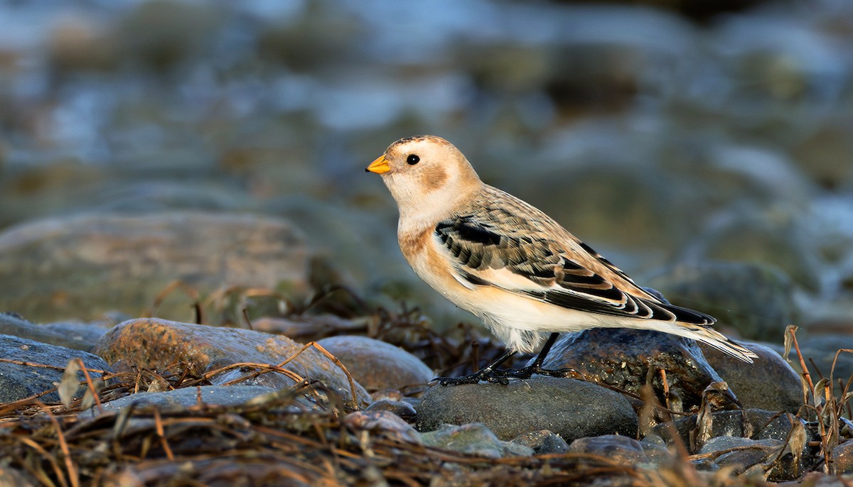 Цасч хөмрөг - ML645070623