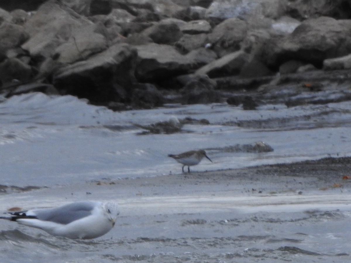 Dunlin - ML645070624