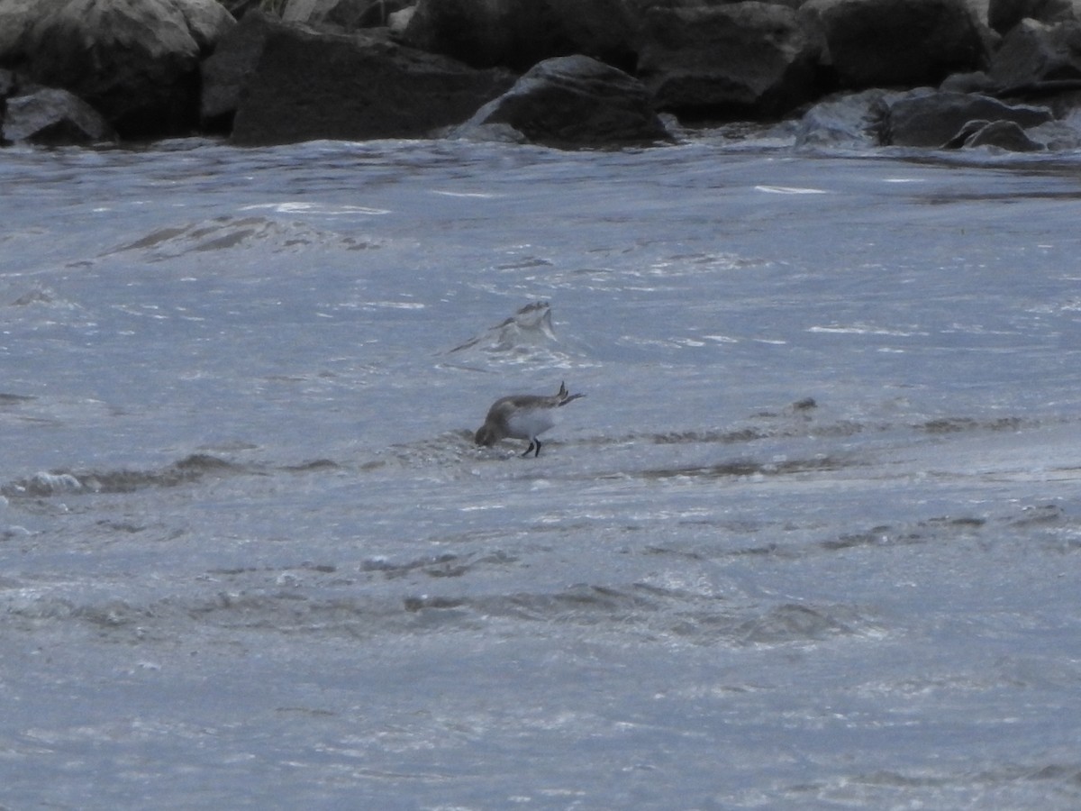 Dunlin - ML645070625