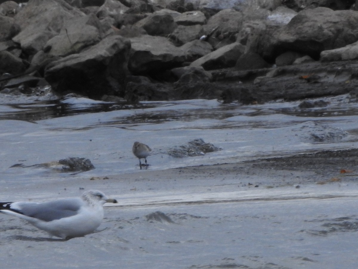 Dunlin - ML645070627