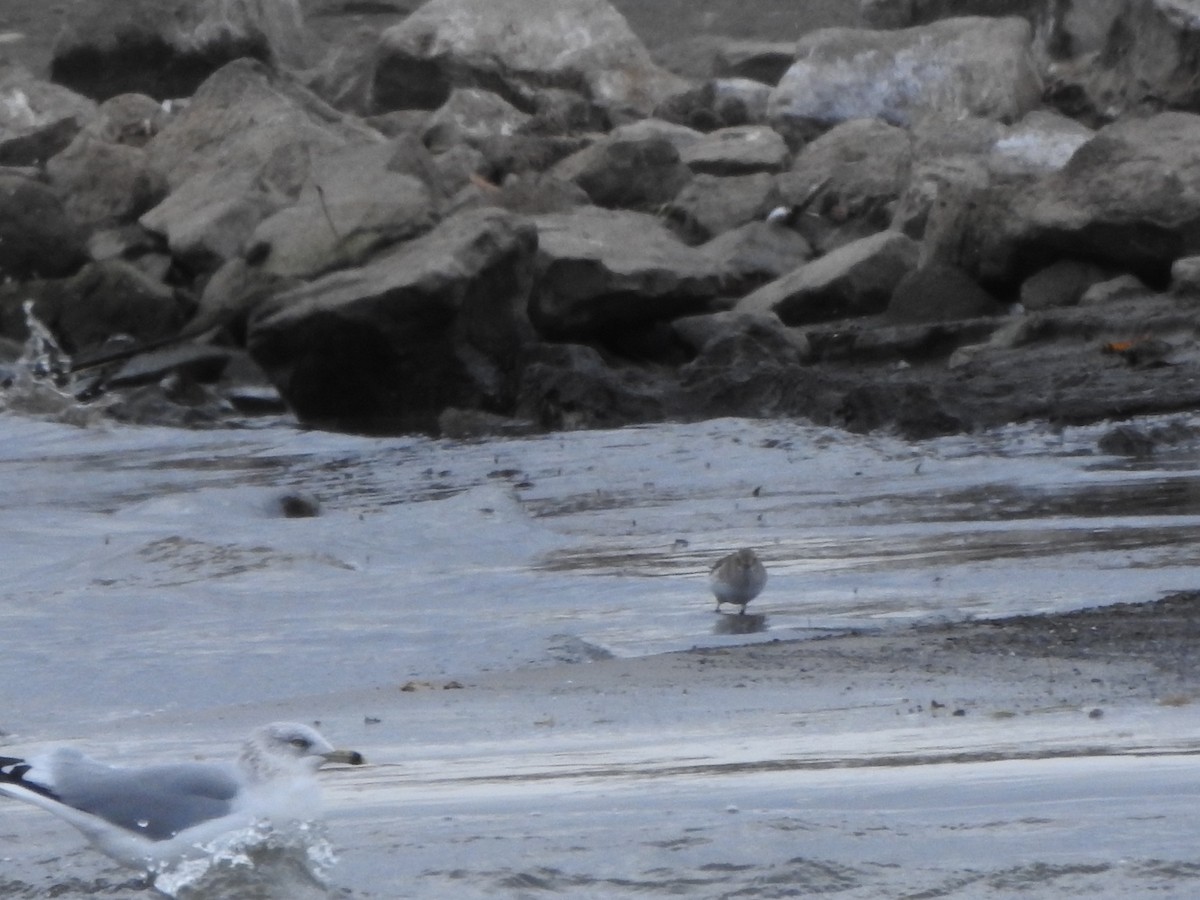 Dunlin - ML645070628