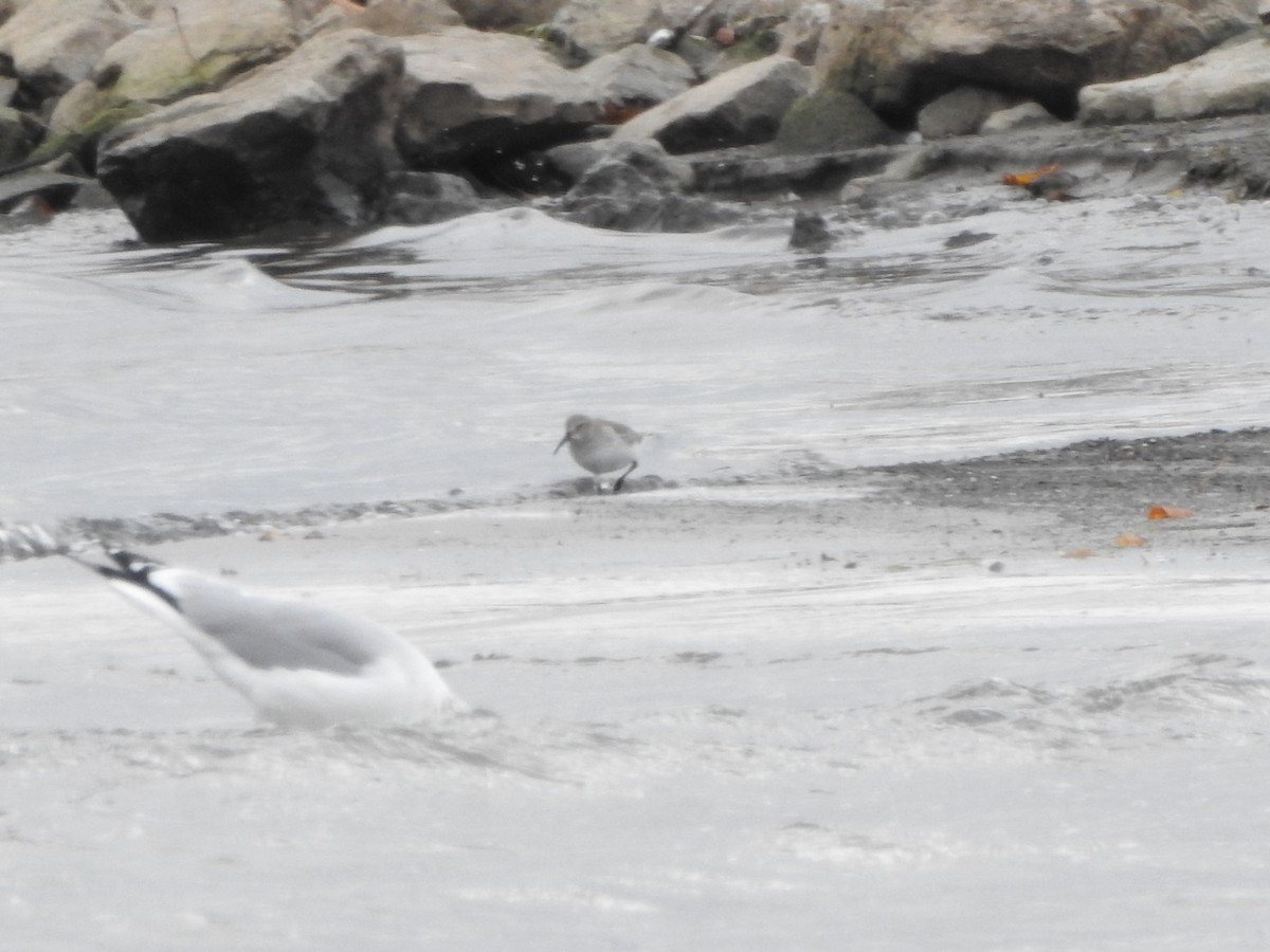 Dunlin - ML645070629