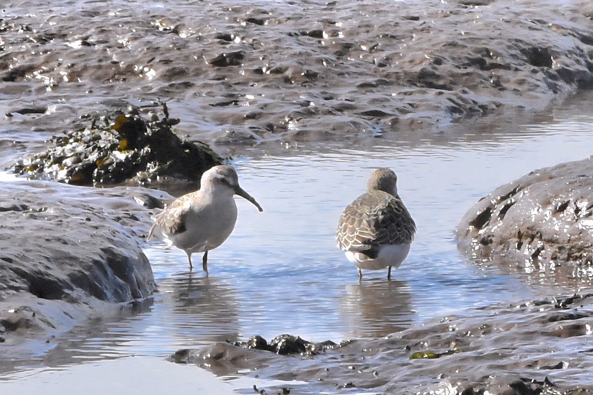 Curlew Sandpiper - ML645070643