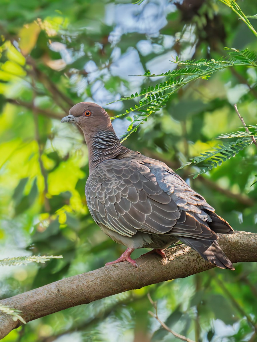 Pikazuro Güvercini - ML645070644