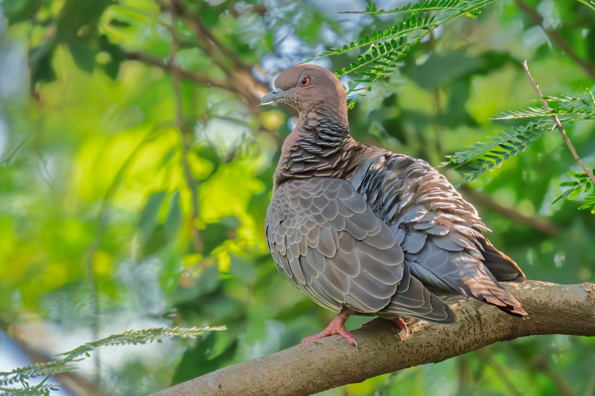 Pikazuro Güvercini - ML645070645