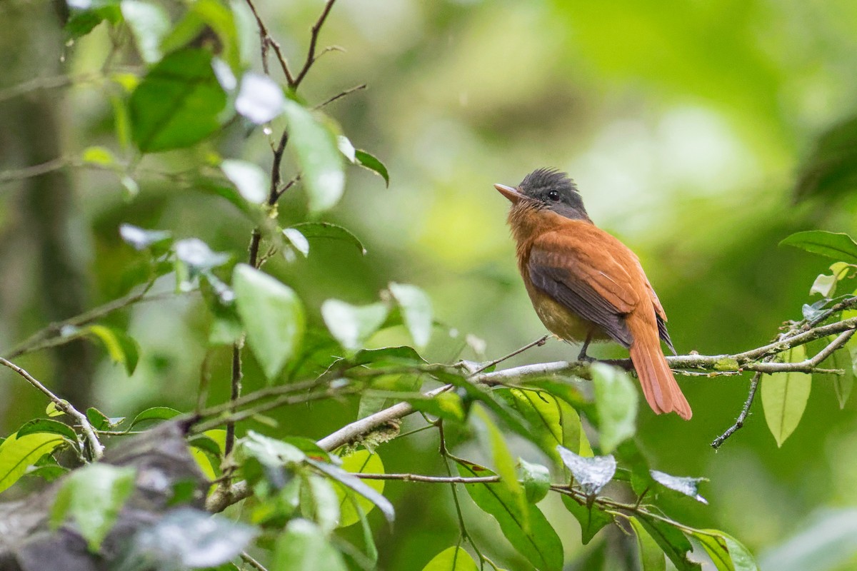 Rufous-tailed Attila - ML645070647