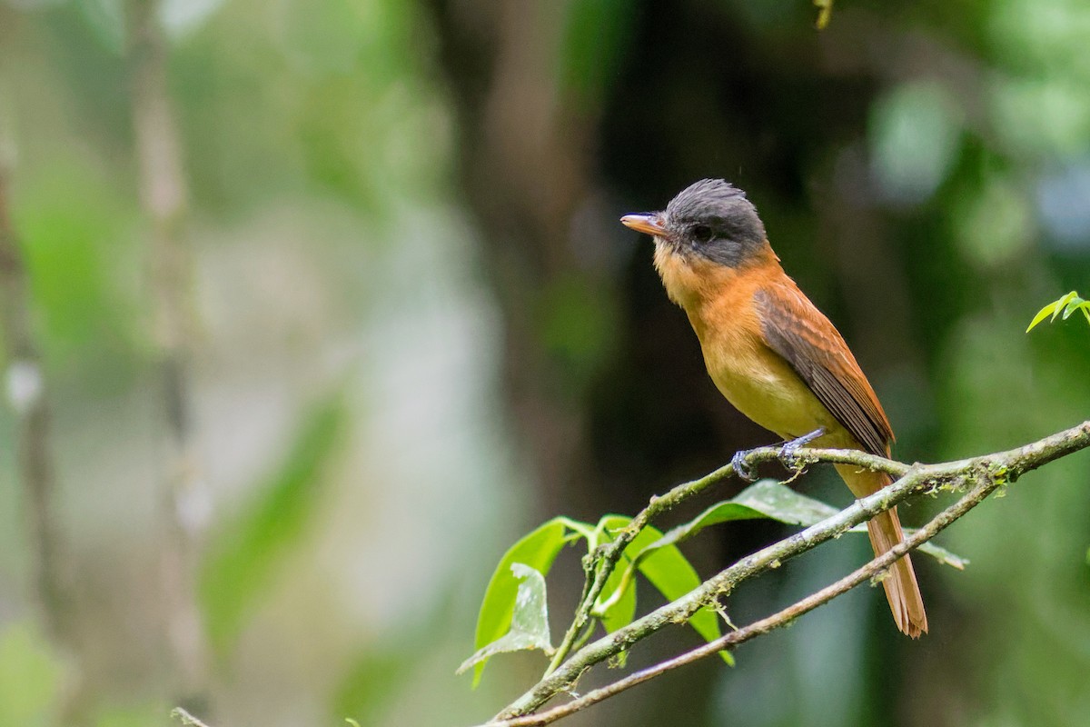 Rufous-tailed Attila - ML645070648