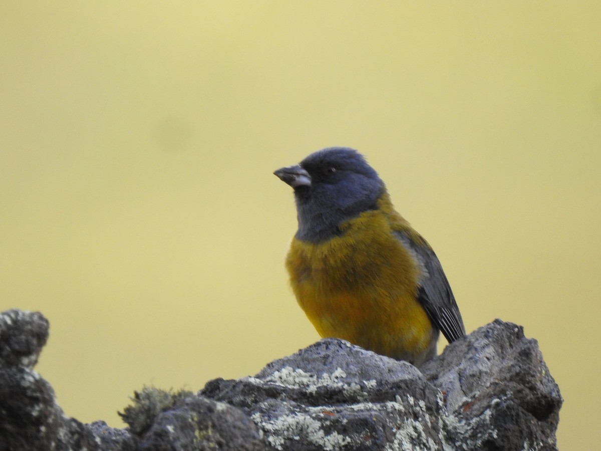 Gray-hooded Sierra Finch - ML645070666