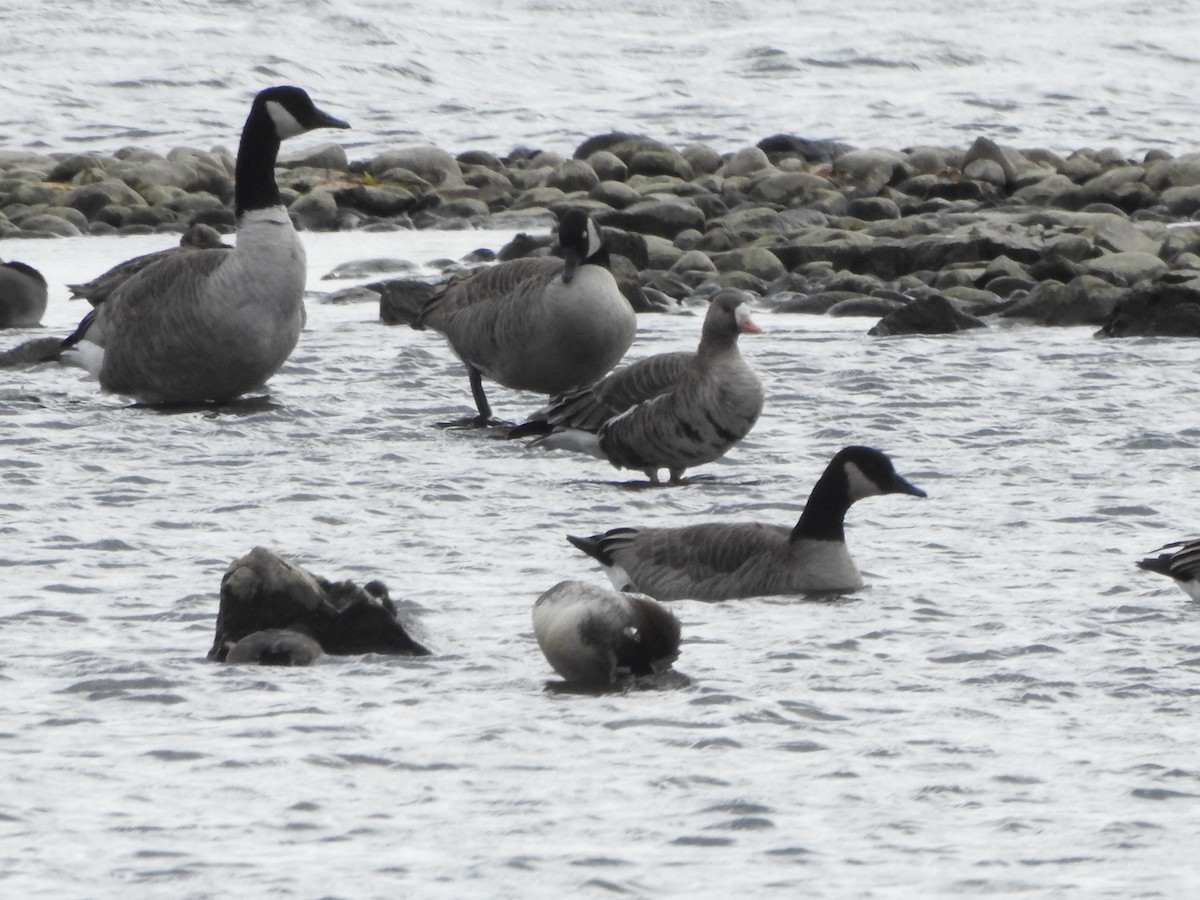 Greater White-fronted Goose - ML645070676