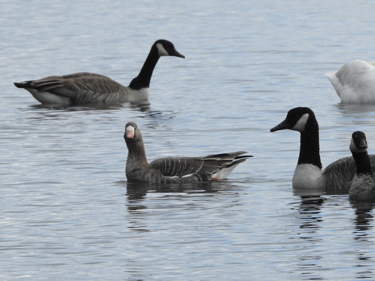 Greater White-fronted Goose - ML645070677